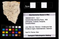 Foto (Objekt + Etikett) von Goniodromites bidentatus (Reuss, 1859)  (NHMW-GEO-1990-0041-2573)